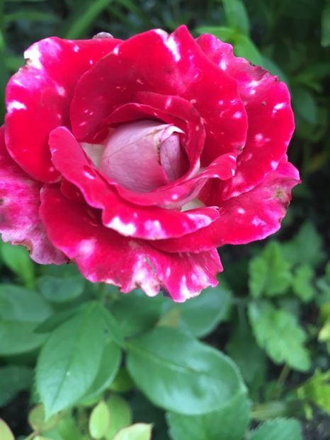 Osiria - Trandafiri 2018 ll