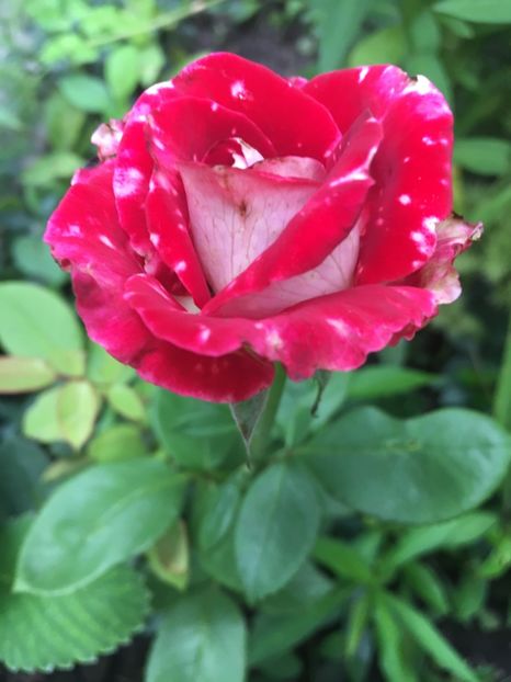 Osiria - Trandafiri 2018 ll