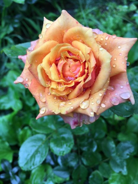 Cherry brandy - Trandafiri 2018 ll