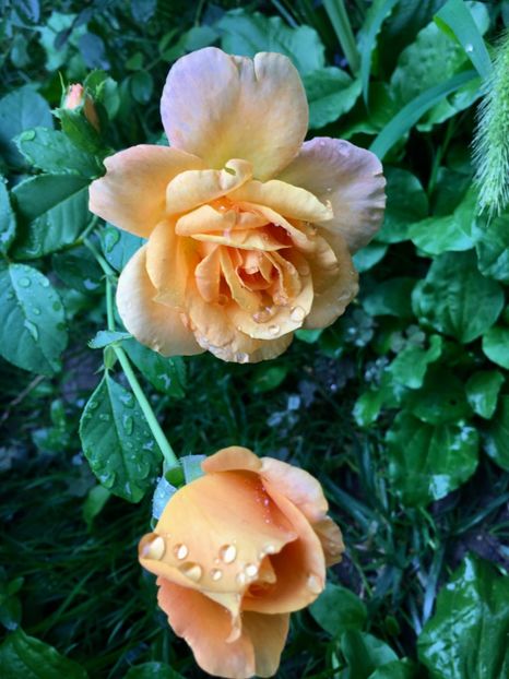 Remy martin - Trandafiri 2018 ll