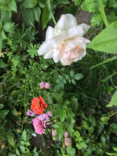 BFE9287C-771A-41C5-9523-3D77D791191F - Trandafiri 2018 ll