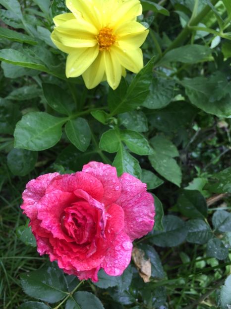  - Trandafiri 2018 ll