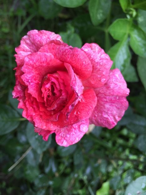 Pierre cardin - Trandafiri 2018 ll