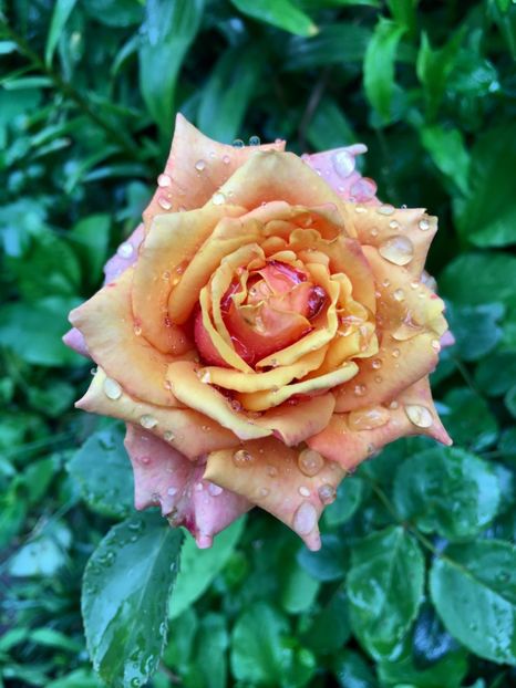 Cherry brandy - Trandafiri 2018 ll