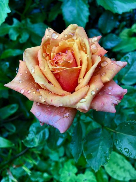 Cherry brandy - Trandafiri 2018 ll