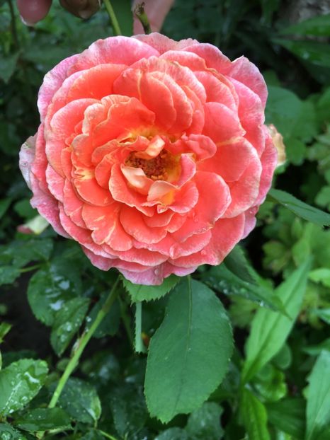 Jef - Trandafiri 2018 ll