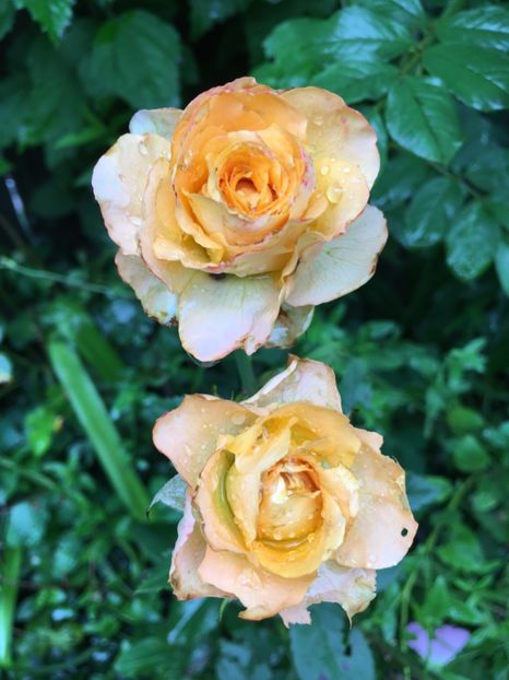 nec - Trandafiri 2018 ll