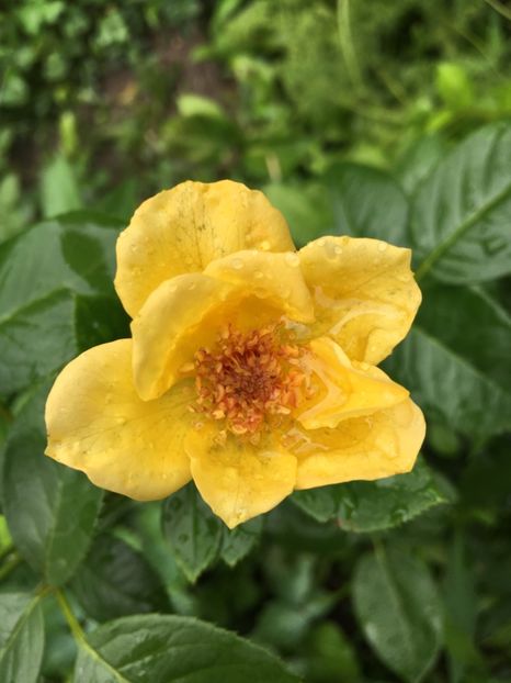 Sweet honey - Trandafiri 2018 ll