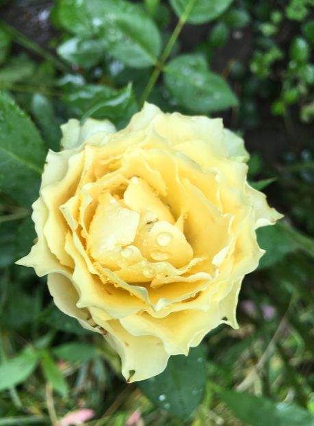 Jalitah - Trandafiri 2018 ll