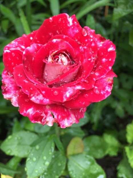 osiria - Trandafiri 2018 ll