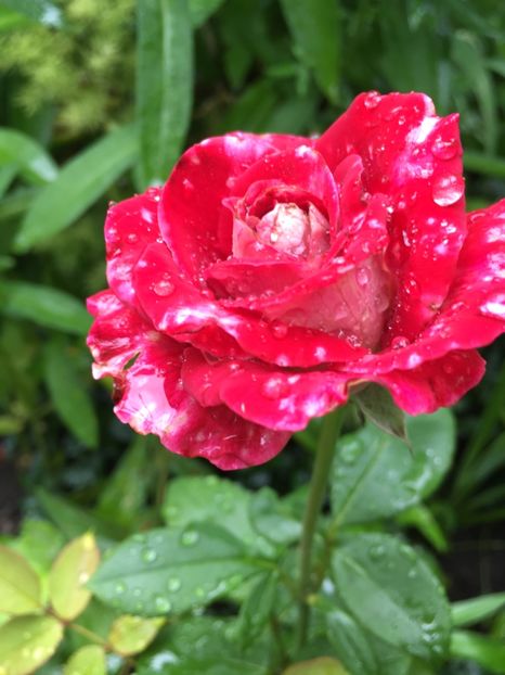 osiria - Trandafiri 2018 ll