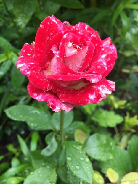 osiria - Trandafiri 2018 ll