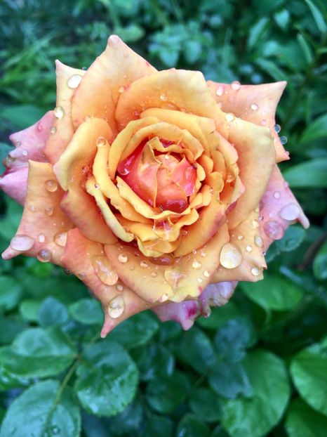 Cherry brandy - Trandafiri 2018 ll