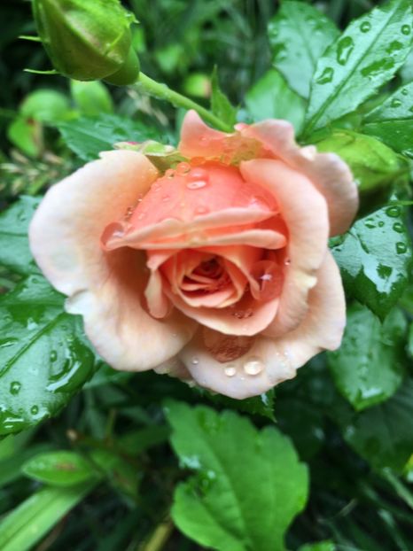 Gheisha - Trandafiri 2018 ll