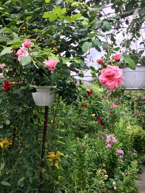 1E67AEDF-8FCF-48CB-8E0A-8CB28DFF8A3E - Trandafiri 2018 ll