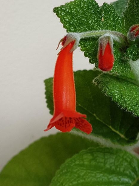 thumbnail (39) - SININNGIA 2018