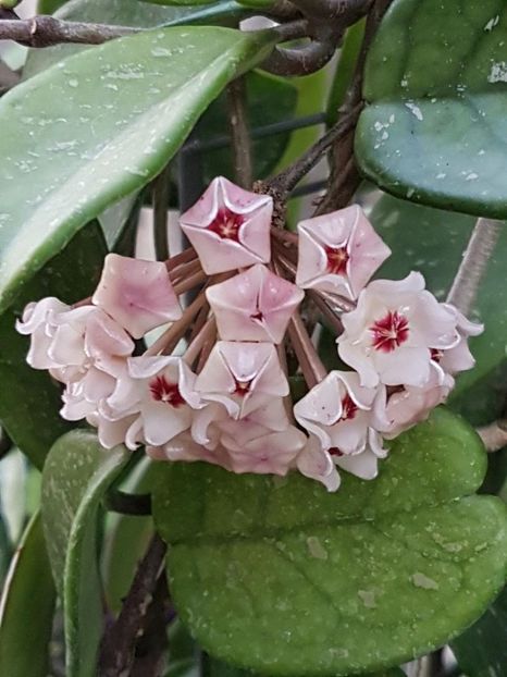 thumbnail (1) - HOYA 2018