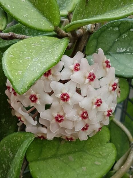 thumbnail (2) - HOYA 2018