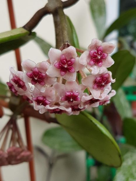 thumbnail (10) - HOYA 2018