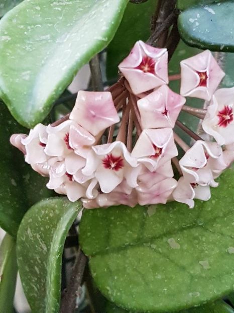 thumbnail - HOYA 2018