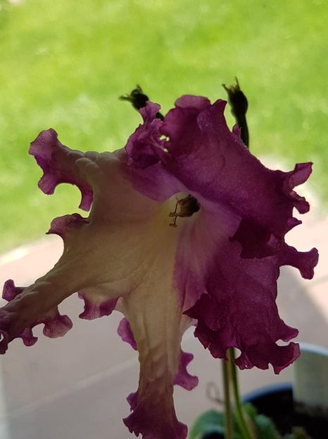 thumbnail (35) - STREPTOCARPUSII MEI 2018