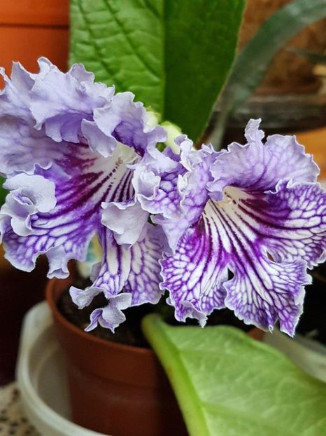 thumbnail (95) - STREPTOCARPUSII MEI 2018