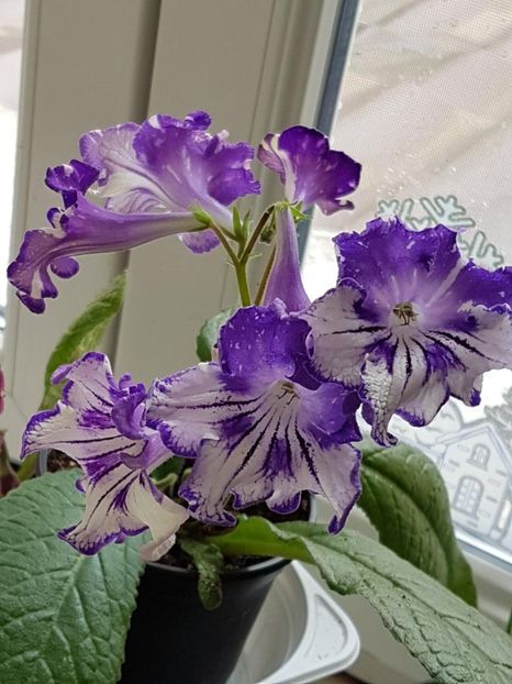 thumbnail (1) - STREPTOCARPUSII MEI 2018
