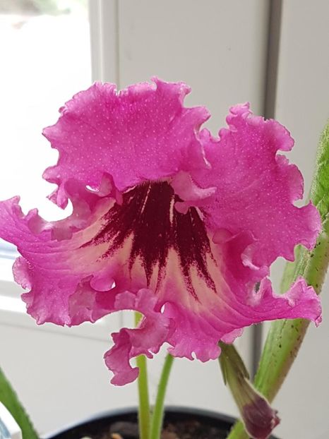 thumbnail (3) - STREPTOCARPUSII MEI 2018