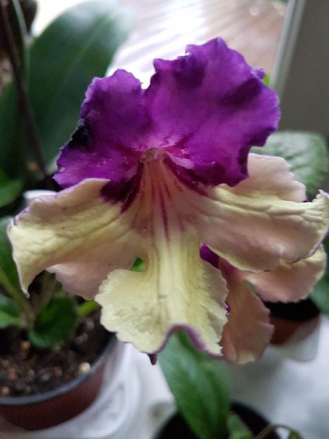 thumbnail (6) - STREPTOCARPUSII MEI 2018