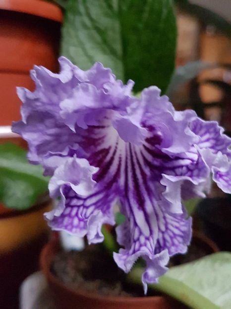 thumbnail (12) - STREPTOCARPUSII MEI 2018