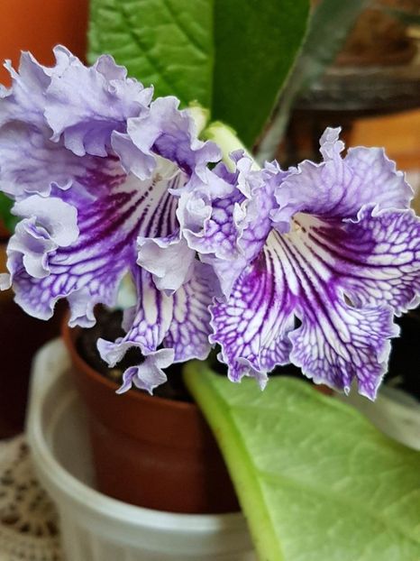thumbnail (15) - STREPTOCARPUSII MEI 2018