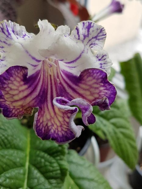 thumbnail (16) - STREPTOCARPUSII MEI 2018