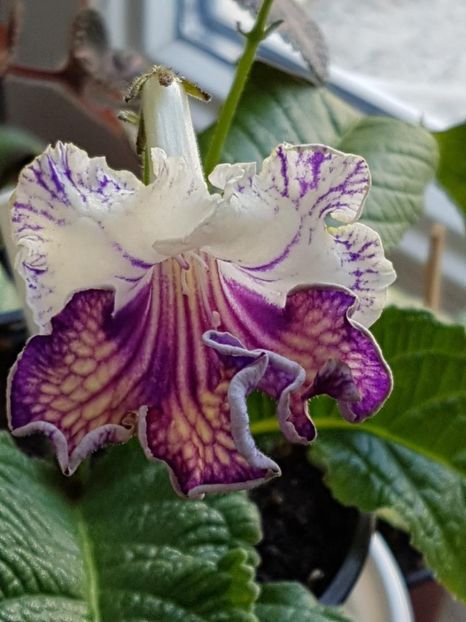 thumbnail (17) - STREPTOCARPUSII MEI 2018