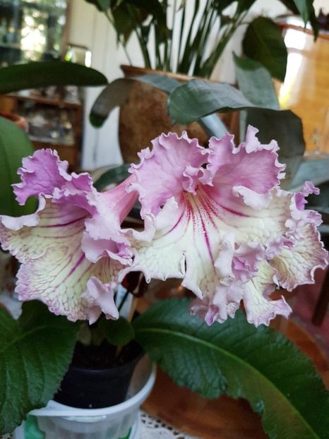 thumbnail (20) - STREPTOCARPUSII MEI 2018