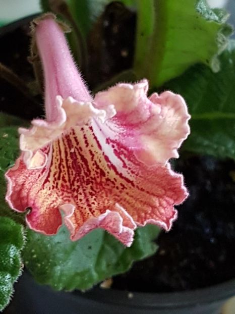 thumbnail (27) - STREPTOCARPUSII MEI 2018