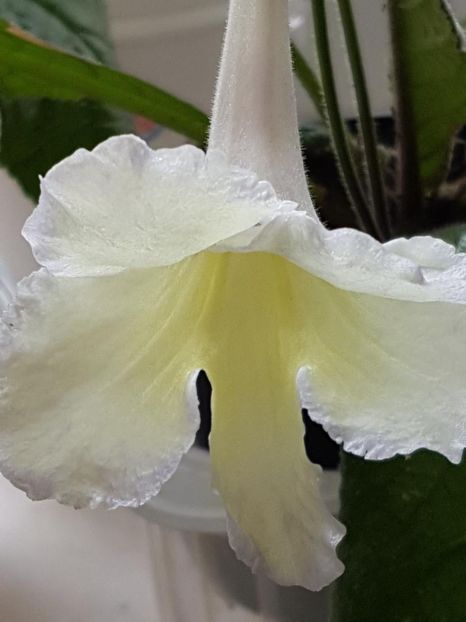 thumbnail (64) - STREPTOCARPUSII MEI 2018