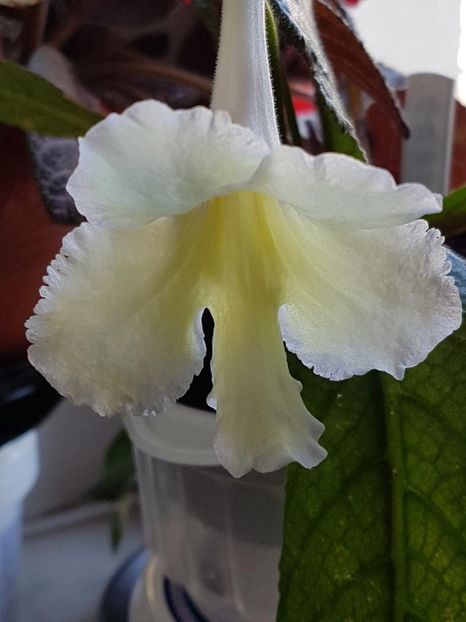 thumbnail (75) - STREPTOCARPUSII MEI 2018