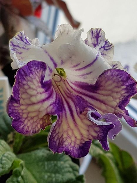 thumbnail (37) - STREPTOCARPUSII MEI 2018