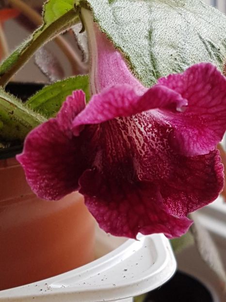 thumbnail (67) - STREPTOCARPUSII MEI 2018