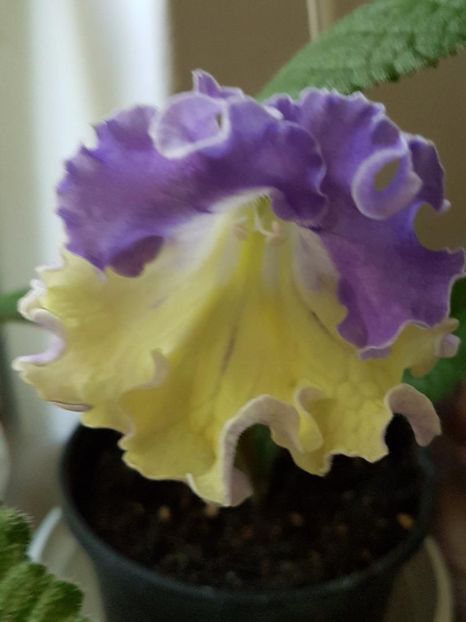 thumbnail (52) - STREPTOCARPUSII MEI 2018