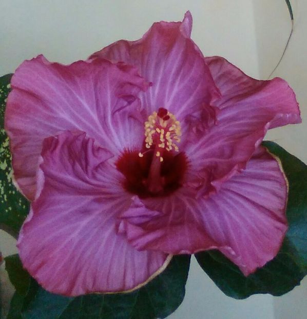  - Hibiscus Sea Grape