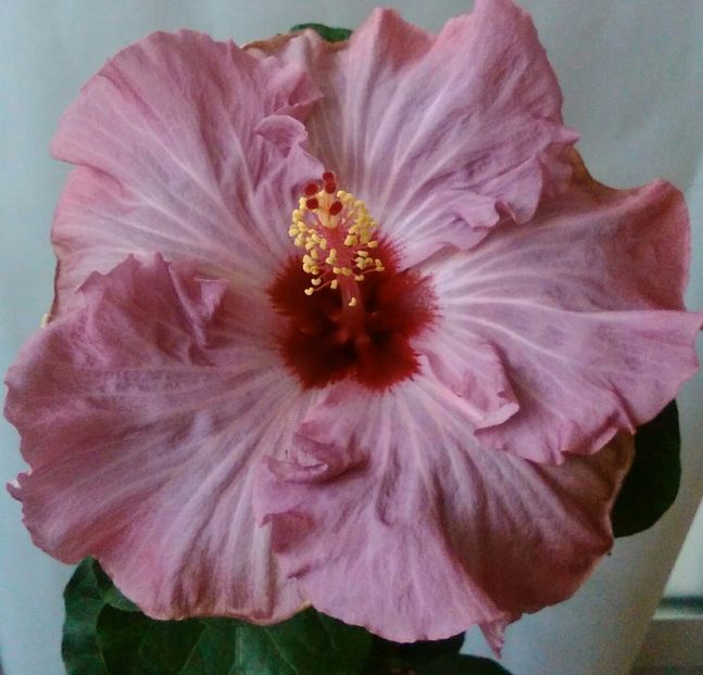  - Hibiscus Sea Grape