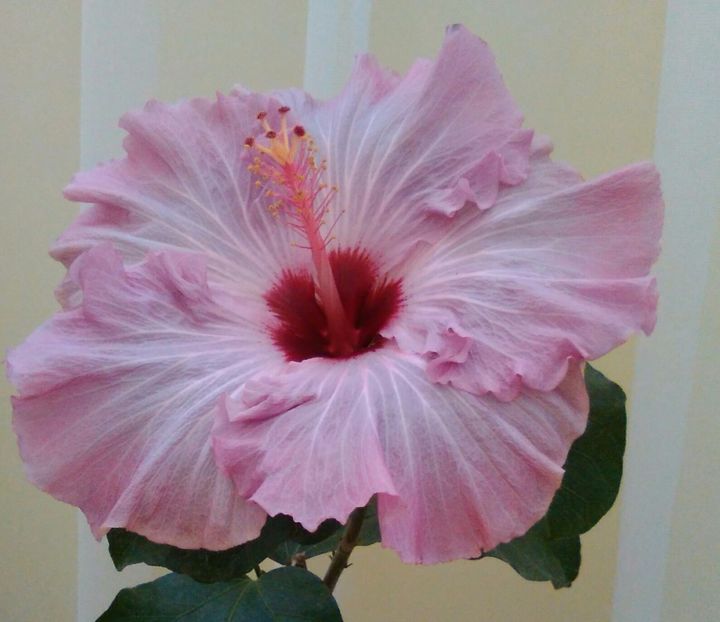  - Hibiscus Sea Grape