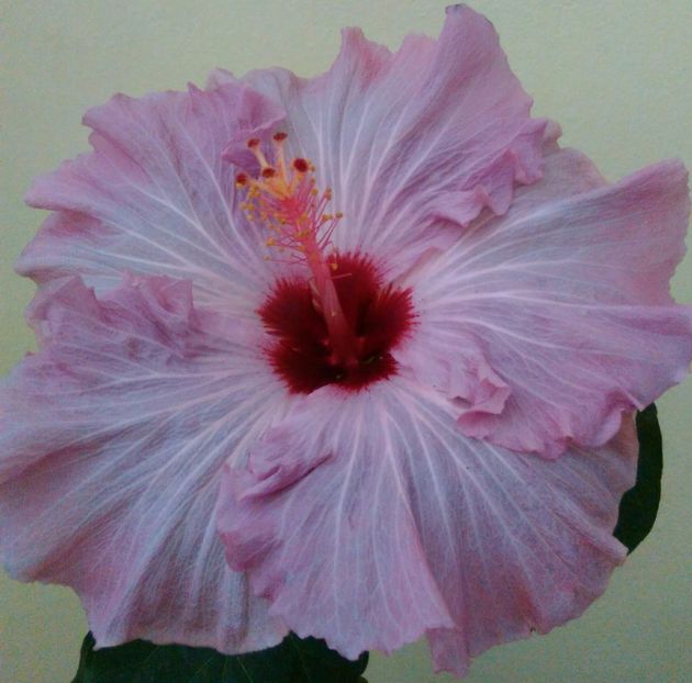  - Hibiscus Sea Grape