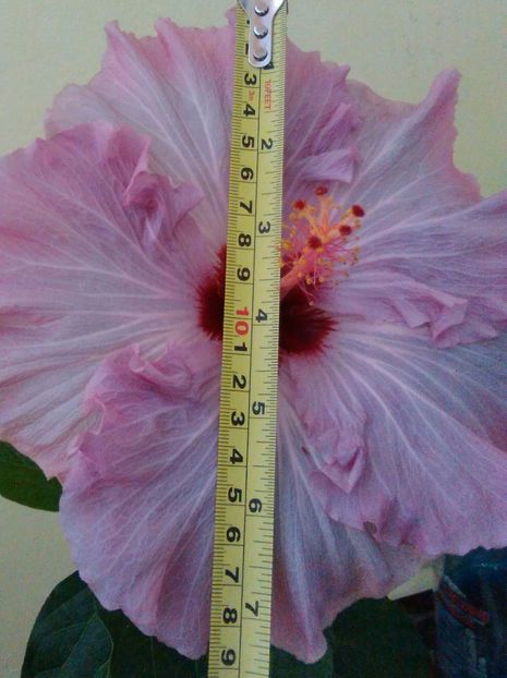  - Hibiscus Sea Grape