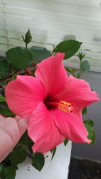  - Hibiscus