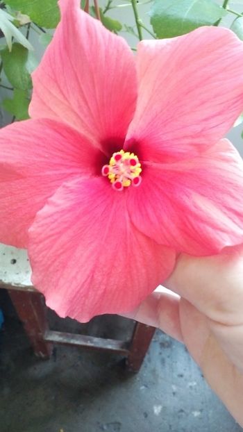  - Hibiscus