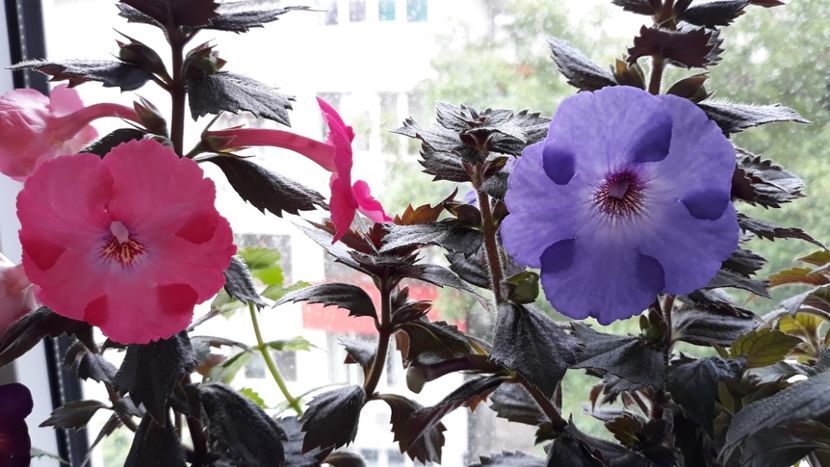  - R20 - Madam Bovary