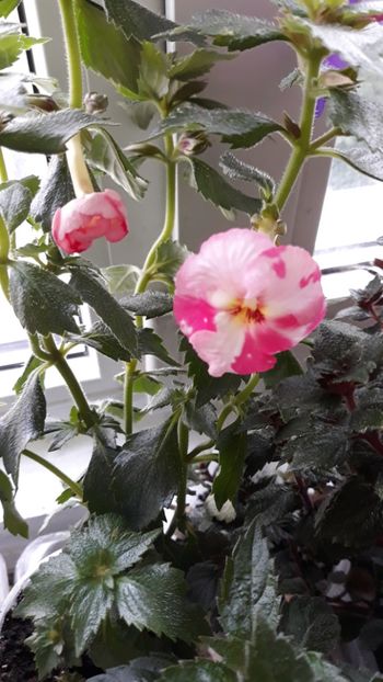  - R18 Royal Blush - renuntat