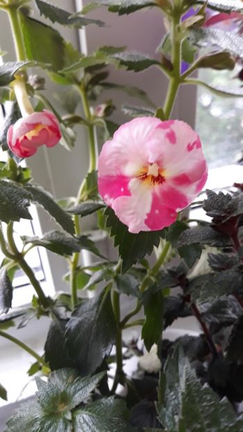  - R18 Royal Blush - renuntat